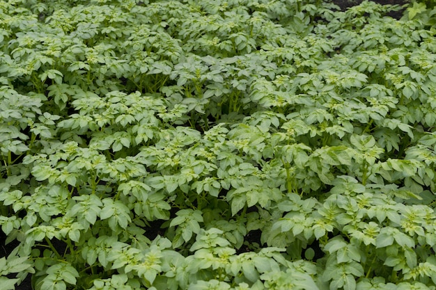 Eco młode rośliny ziemniaczane w wiosennym ogrodzie