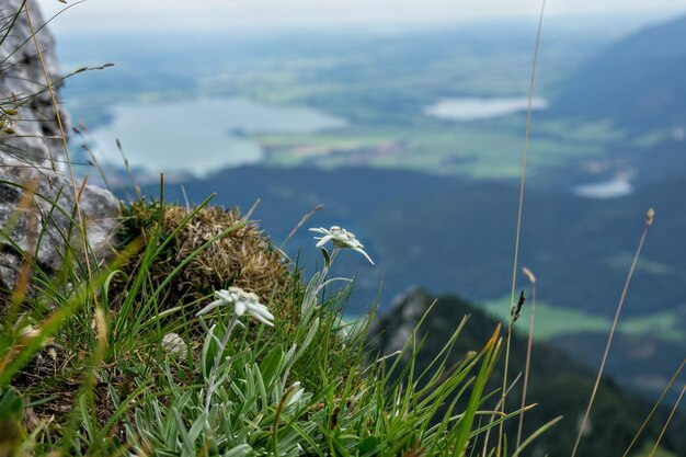 Zdjęcie edelweiss