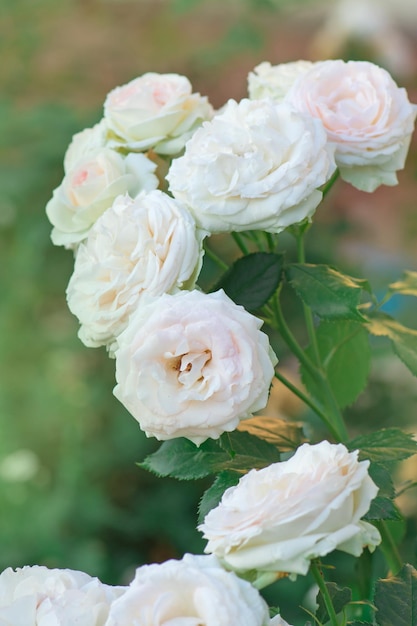 Zdjęcie eden roze flower eden roze z naturalnym zielonym rozmytym tłem