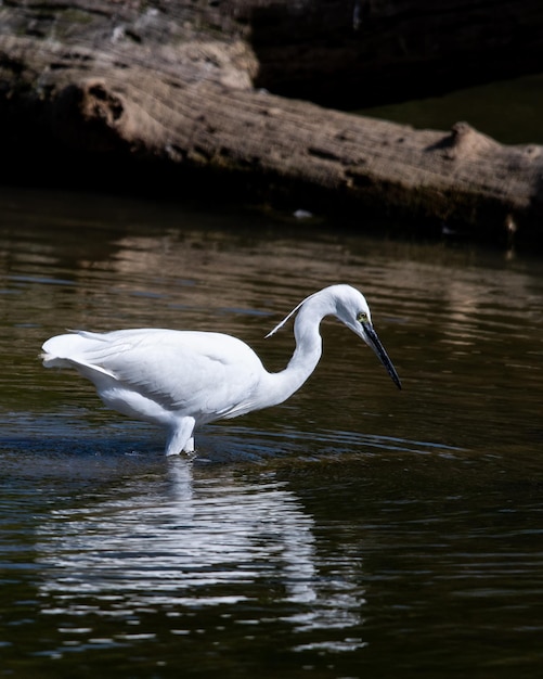 Egret