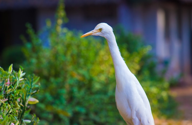 Egret