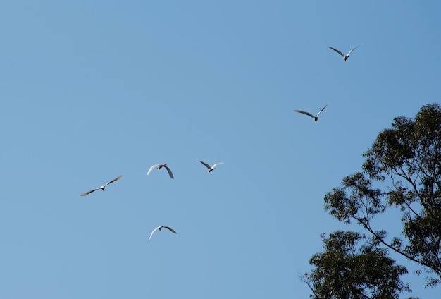 Egrets piękne czaple latające po błękitnym niebie w małym miasteczku w Brazylii naturalne światło selektywne skupienie