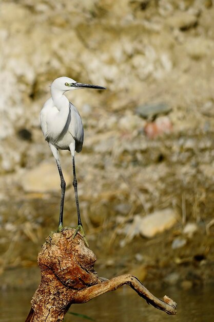 Egretta garzetta - Czapla mała to gatunek ptaka pelikanowatego z rodziny Ardeidae.