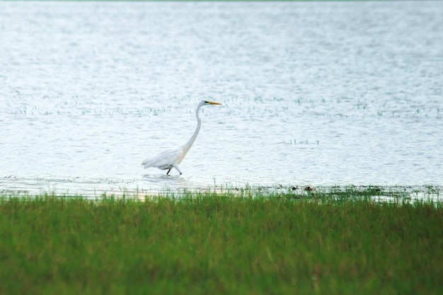 Zdjęcie egrety szukają pokarmu w wodzie