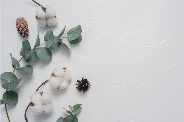 Egzamin próbny liście eukaliptusowe i bawełniane rośliny z miejscem na tekst na białym tle