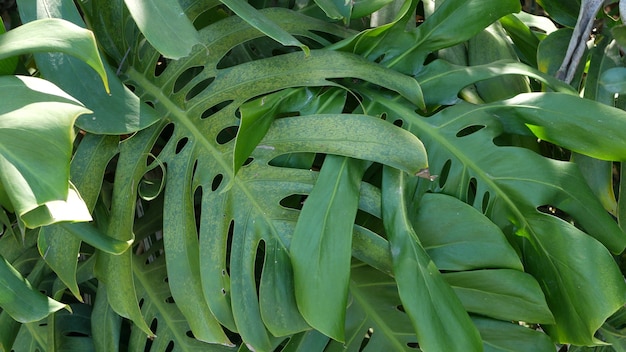 Egzotyczna dżungla monstera tropikalny las tropikalny liście, las amazoński. Ciemna zieleń, bujne liście.