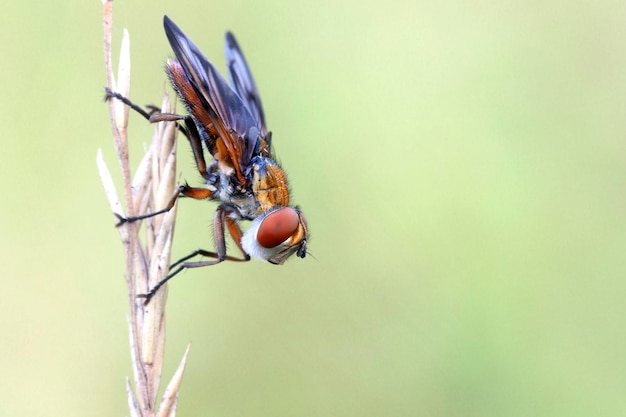 Egzotyczna muszka owocowa Drosophila Diptera owad na roślinie..