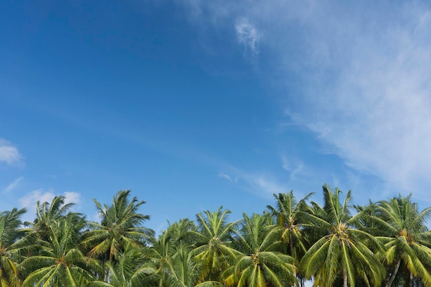 Egzotyczna tropikalna palma w okresie letnim