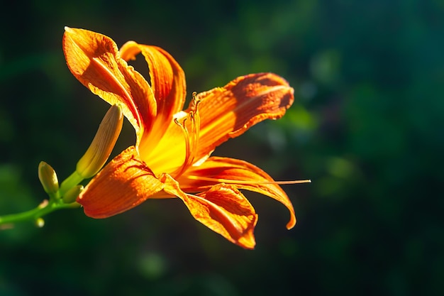 Egzotyczne kwiaty lilii Przeznaczone do walki radioelektronicznej kwiatów daylily ogród na klombie Naturalne tło dla projektu
