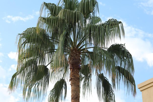 egzotyczne palmy w letnim hotelu w tropikalnym kurorcie