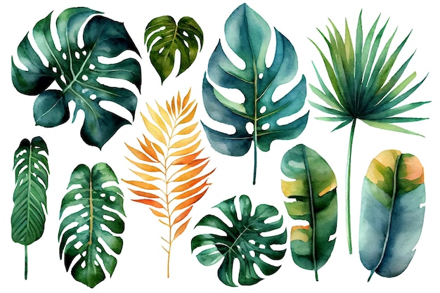 Egzotyczne rośliny palmowe liście monstera na odosobnionym białym tle akwarela ilustracja botaniczna