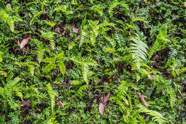 Egzotyczne rośliny tropikalne wilgotne lasy są mokre po deszczu
