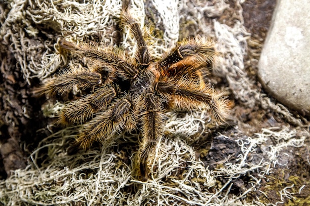 Egzotyczny pająk zwierzęcy theraphosa blondi