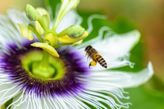 Egzotyczny piękny kwiat Passiflora Foetida lub Dzika Marakuja i pszczoła przelatująca nad nim w poszukiwaniu nektaru i zapylenia.