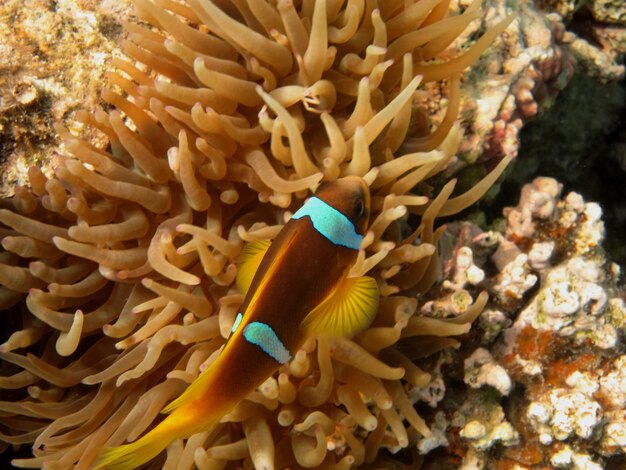 Ein Anemonenfisch Liegt Ansicht Von Oben