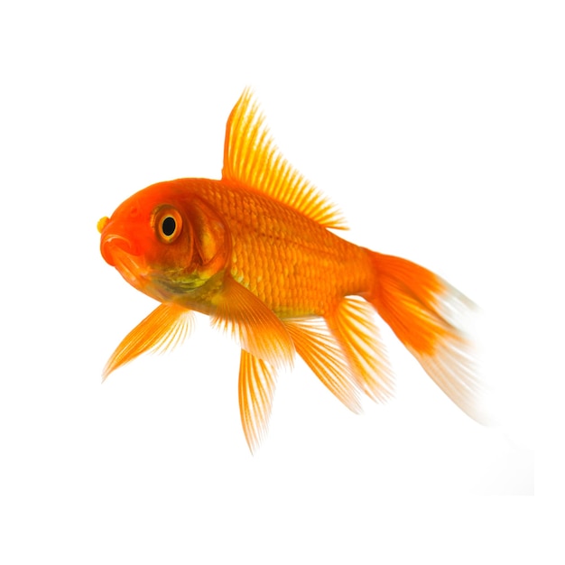 Ein goldfish im aquarium freigestellt auf weißem Hintergrund. Erstellt im Studio mit einer 5D mark III.