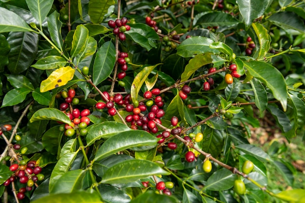 Ekologiczna farma kawy z czerwonymi wiśniami kawowymi gotowymi do zbioru Chiriqui Highlands Panama