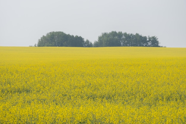 Ekologiczna farma rzepakowa w prowincji Alberta w Kanadzie