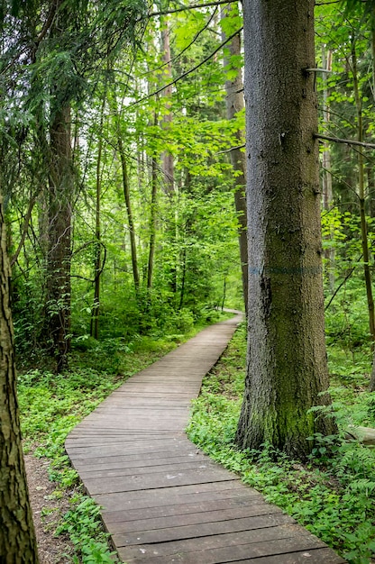 Ekologiczna ścieżka wykonana z drewnianych desek, aby odejść wijącą się w lesie