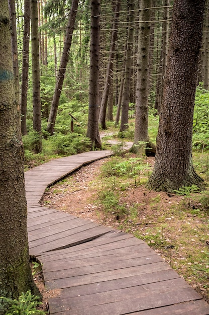 Ekologiczna ścieżka z drewnianych desek na spacer w letnim lesie Wersja pionowa