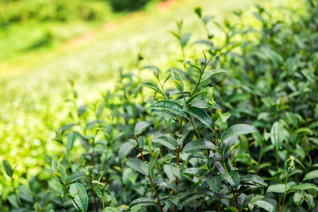 Ekologiczne liście zielonej herbaty rosnące na plantacji w północnej Tajlandii