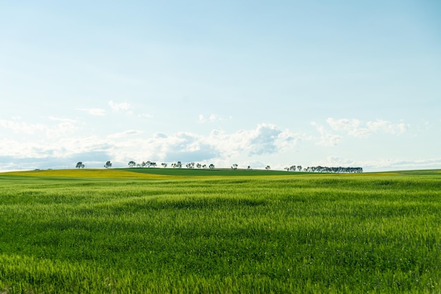 Ekologiczne pola uprawne Canola z drzewami na horyzoncie