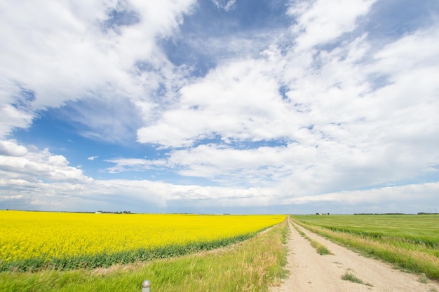 Ekologiczne pole Canola na farmie Alberta w Kanadzie