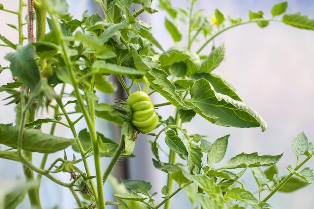 Ekologiczne pomidory uprawiane w szklarni
