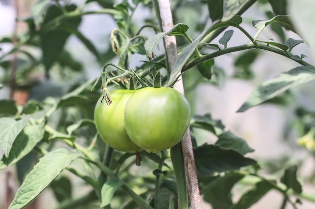 Ekologiczne pomidory uprawiane w szklarni
