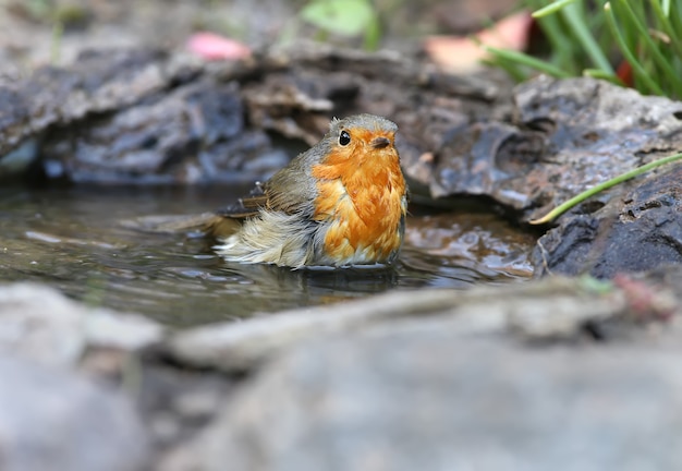 Ekstra bliska portret mokrej rudzik zwyczajny (Erithacus rubecula) stoi w wodzie