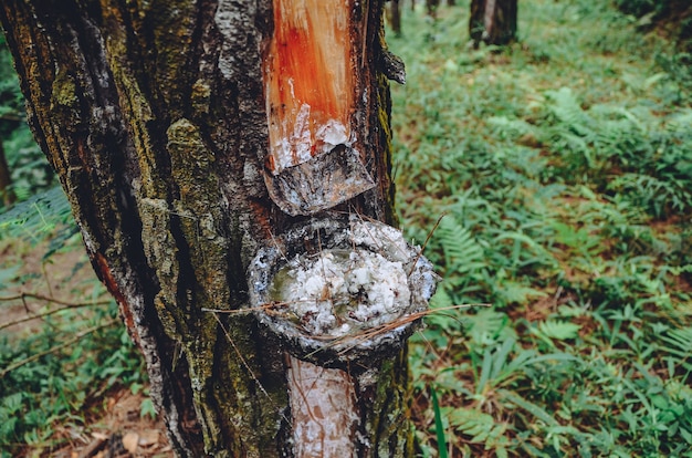 Ekstrakcja naturalnej żywicy z pni sosnowych