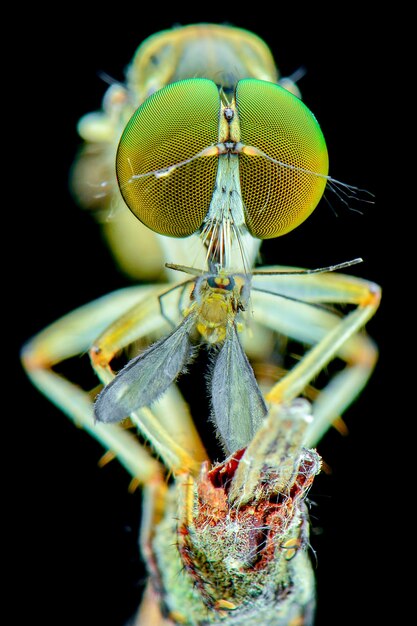 ekstremalne makro robberfly