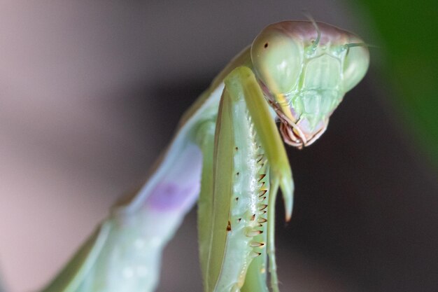 Ekstremalne Zbliżenie Makro Na Głowie Europejskiej Mantis Modlącej Się Mantis Religiosa