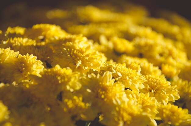 Zdjęcie ekstremalne zbliżenie żółtych kwiatów