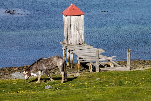 Zdjęcie el bano i el burro