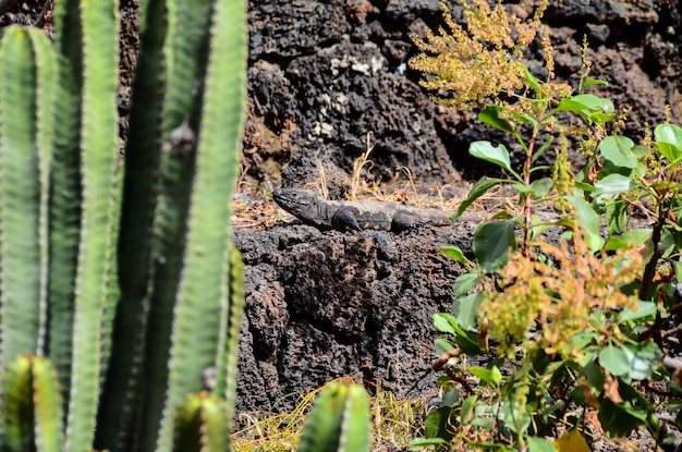 El Hierro Typowa Jaszczurka Tizon Gallotia Simonyi Wyspa Kanaryjska