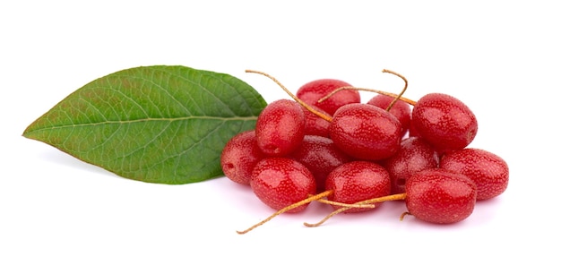 Elaeagnus Multiflora Na Białym Tle Cherry Elaeagnus Cherry Silverberry Goumi Lub Gumi Berry