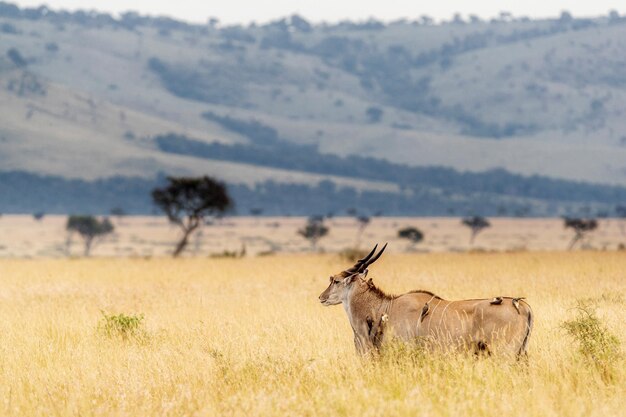 Eland zwykły w Kenii z Oxpeckers