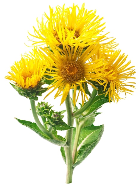 Elecampane Inula helenium kwitnąca roślina odizolowywająca