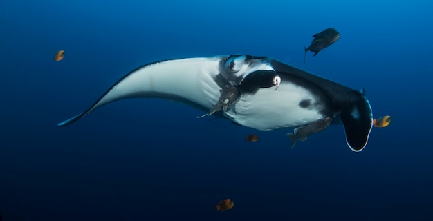 Elegancka Manta Ray Unosi Się Pod Wodą