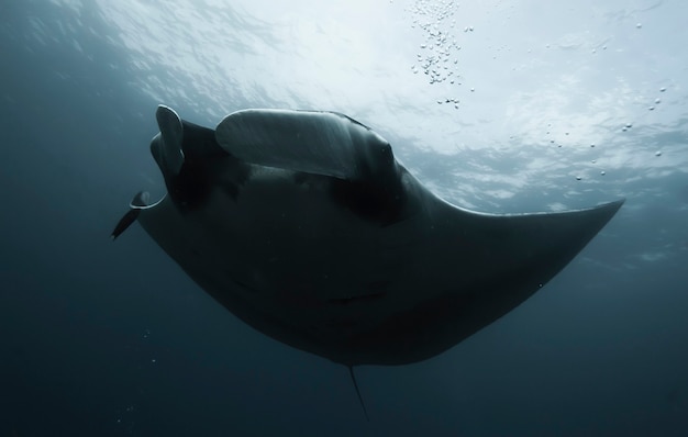 Zdjęcie elegancka manta ray unosi się pod wodą