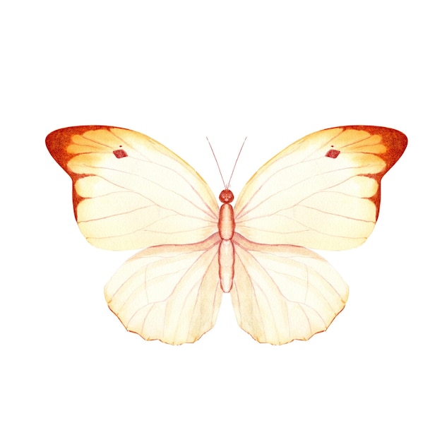 Elegancki akwarelowy motyl z żółtawo-pomarańczowymi skrzydłami ręcznie malowanymi w miękkich tonach Idealny do zaproszeń ślubnych wiosenne artykuły biurkowe projektowanie logo opakowania i projektów brandingu kobiecego