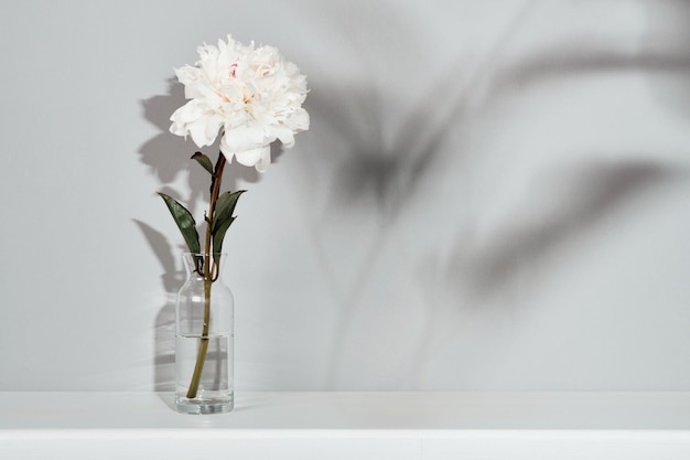 Elegancki biały kwiat piwonii na tle ściany stołu Szablon do tekstu lub grafiki modne cienie