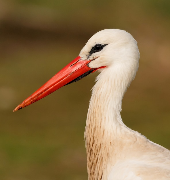 Elegancki bocian biały