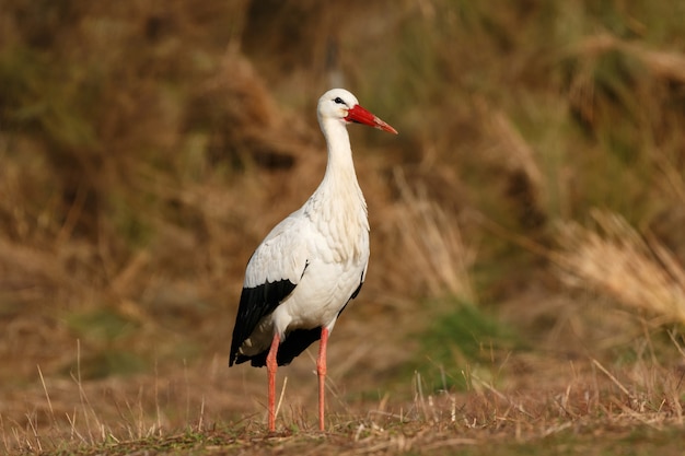 Elegancki bocian biały