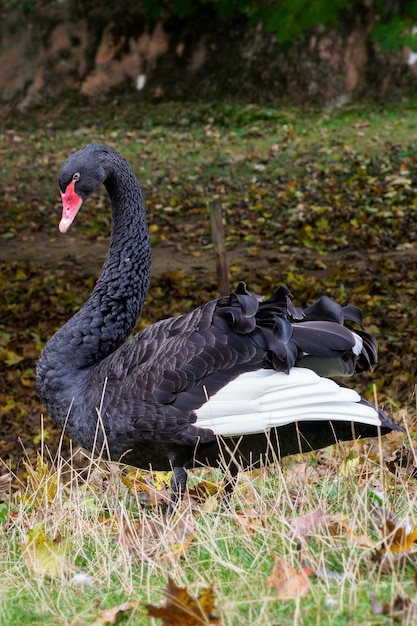 Elegancki czarny łabędź w trawie z opadłymi liśćmi Cygnus atratus Piękny czarny łabędź z Australii Zachodniej