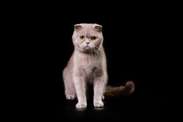 Elegancki kot brytyjski krótkowłosy siedzi i patrzy w kamerę na czarnym tle Izoluj