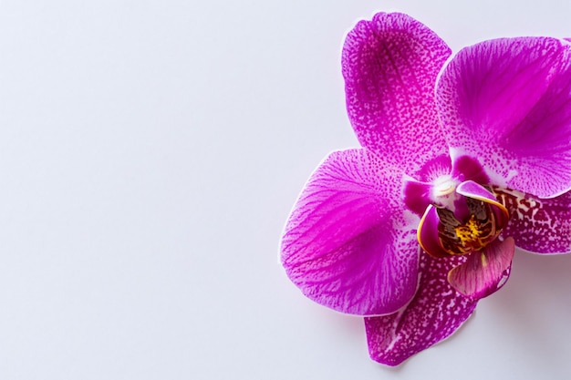 Eleganckie piękno purpurowej orchidei na pustym papierze