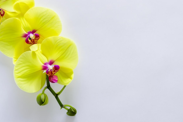 Eleganckie piękno żółta orchidea na pustym papierze