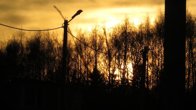 Elektryczny Słup Z Gołębiem Na Drutach I Gałęziach Drzew Na Ciemnym Wieczornym Niebie